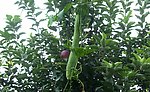 果园丝瓜挂枝头