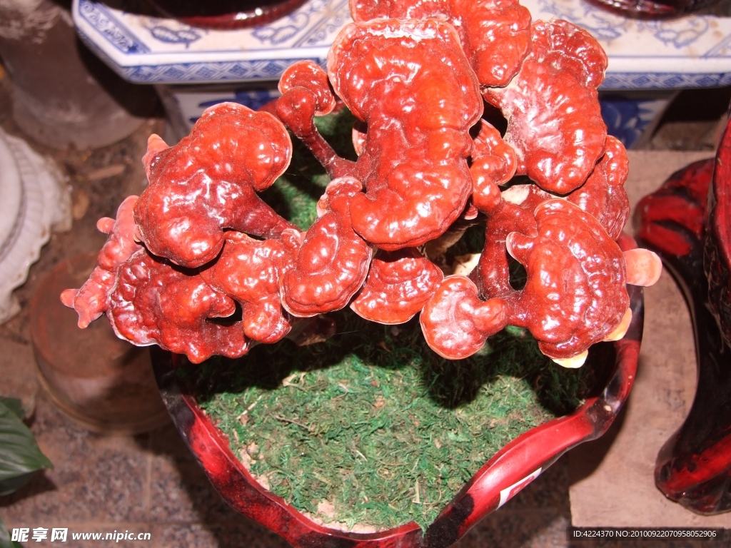 灵芝