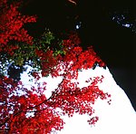 秋叶