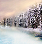 雪松