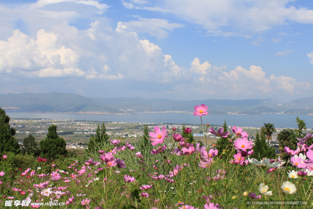 波斯菊
