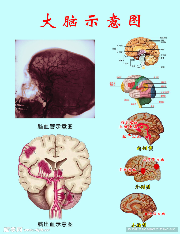 大脑示意图