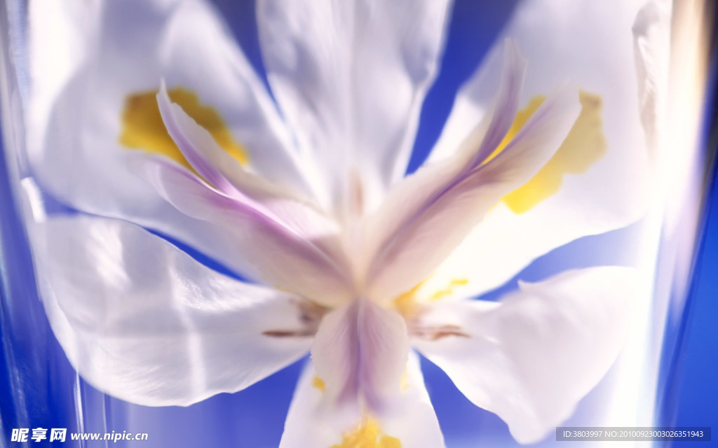 百合花