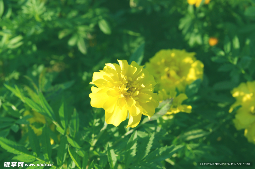 黄花分外香