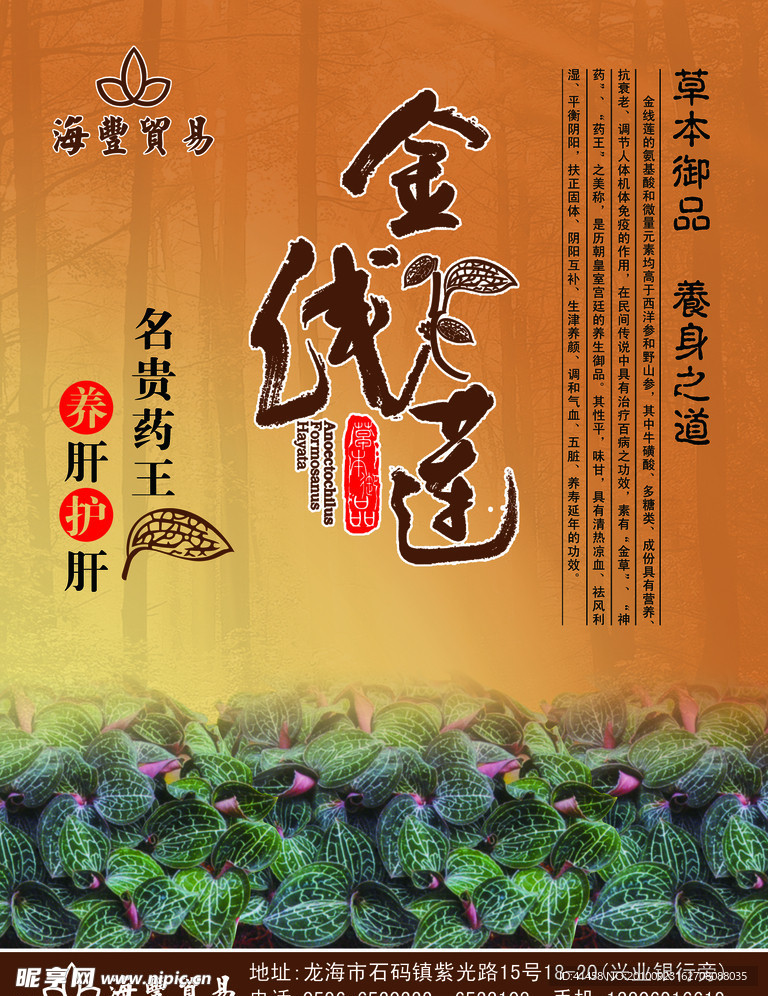 金线莲