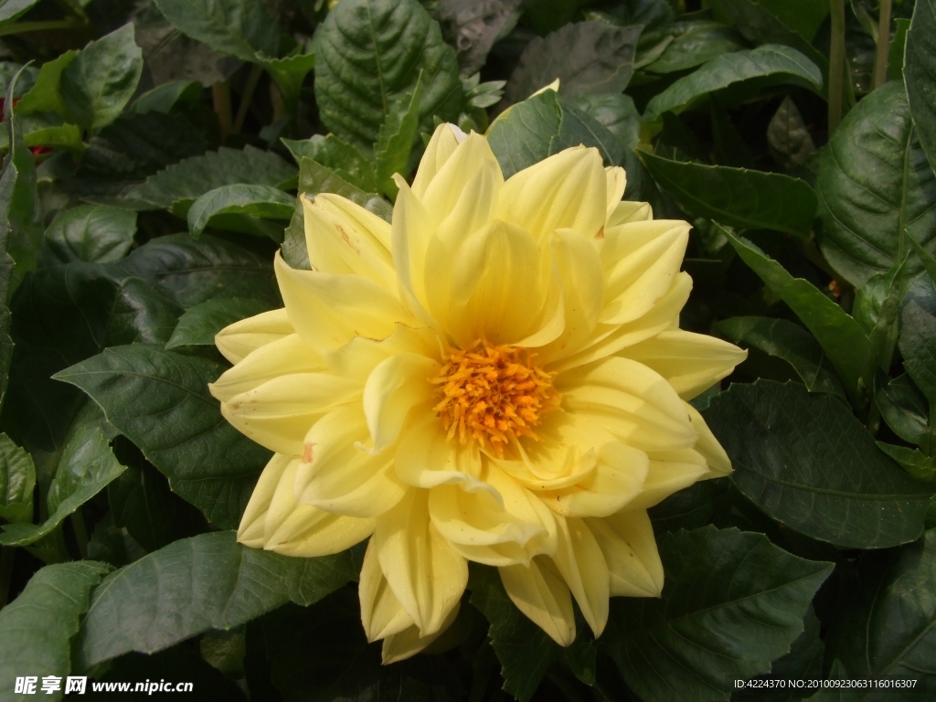 菊花