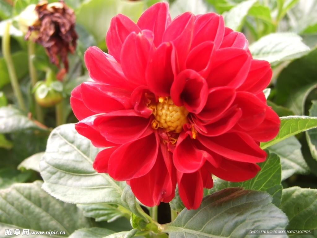 菊花