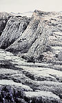 杨留义国画