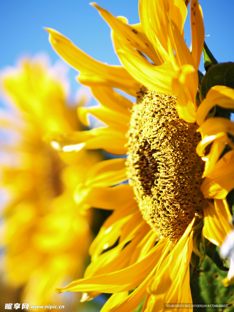 向日葵