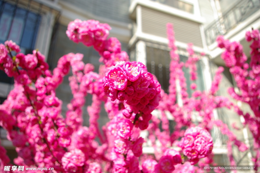 梅花