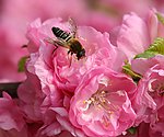 蜜蜂桃花