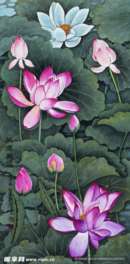 荷花