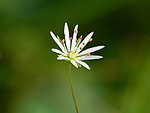 花卉