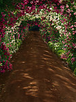 花间小道