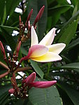鸡蛋花