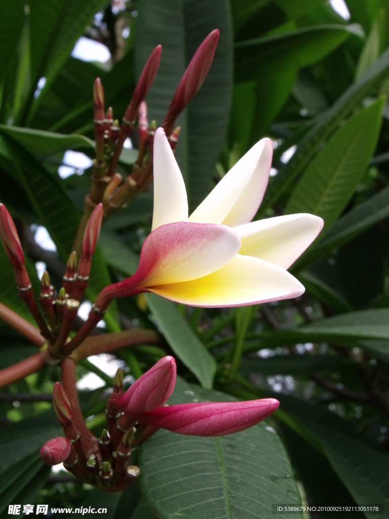 鸡蛋花