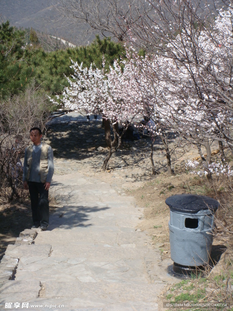 五月香山桃花