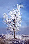 雪松