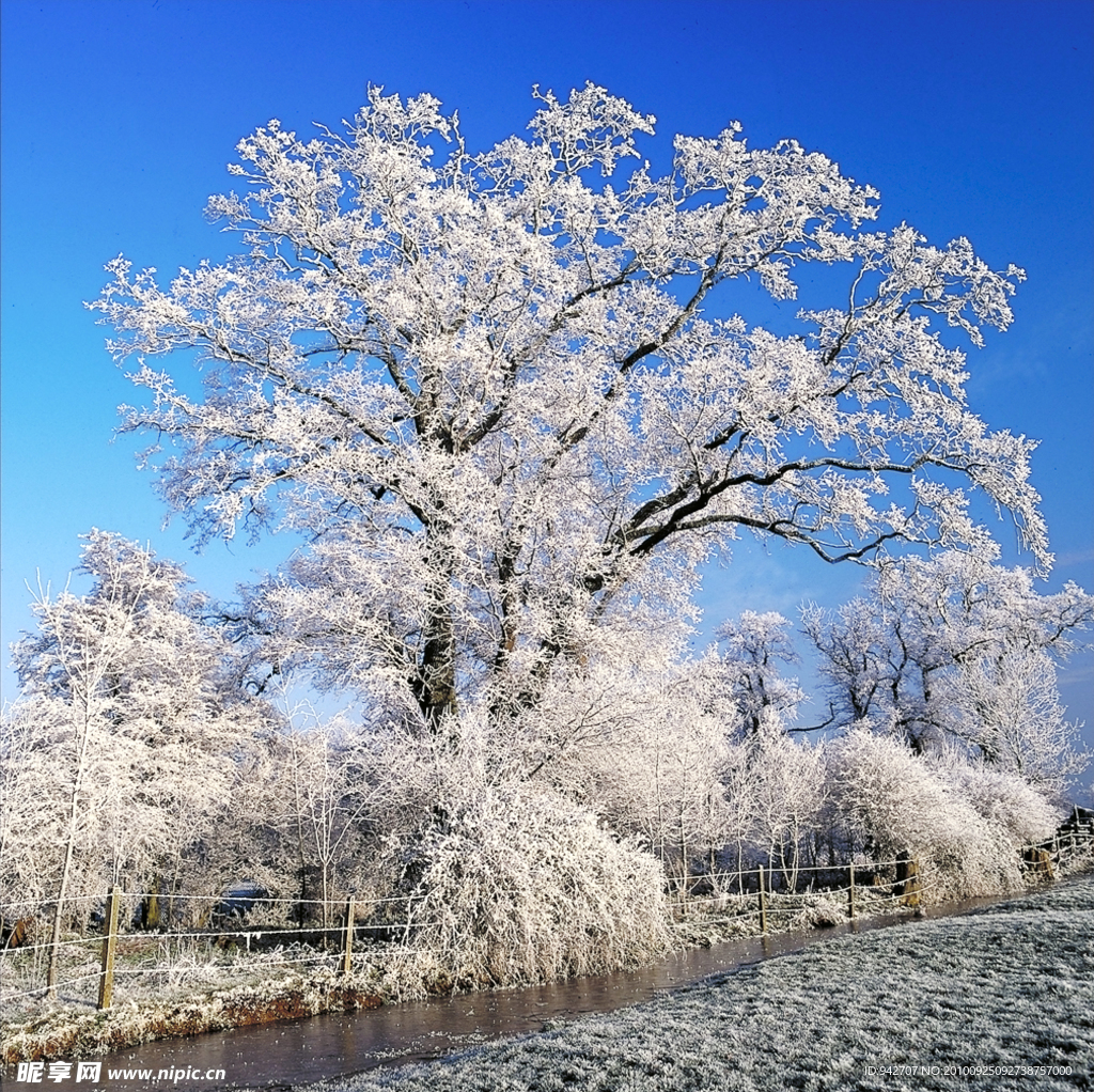 丛林雪景