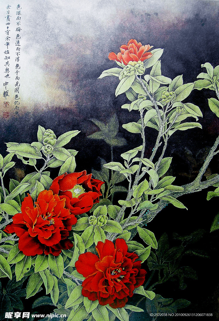 红牡丹