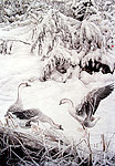 雪地鹅影