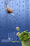 雨中的蜗牛