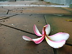 鸡蛋花