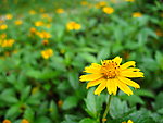 小黄花