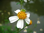 小白花