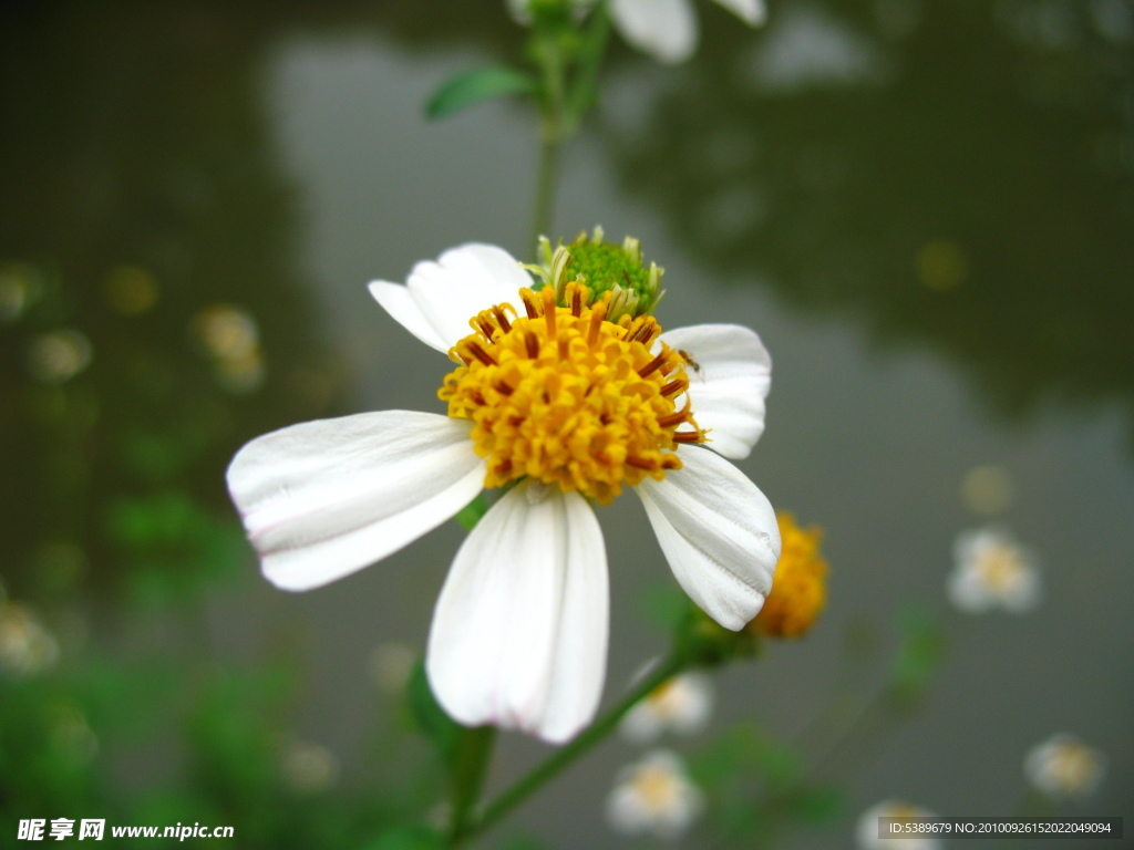 小白花