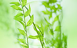 绿色 自然 植物