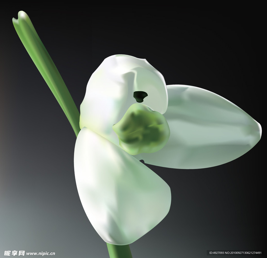 小白花