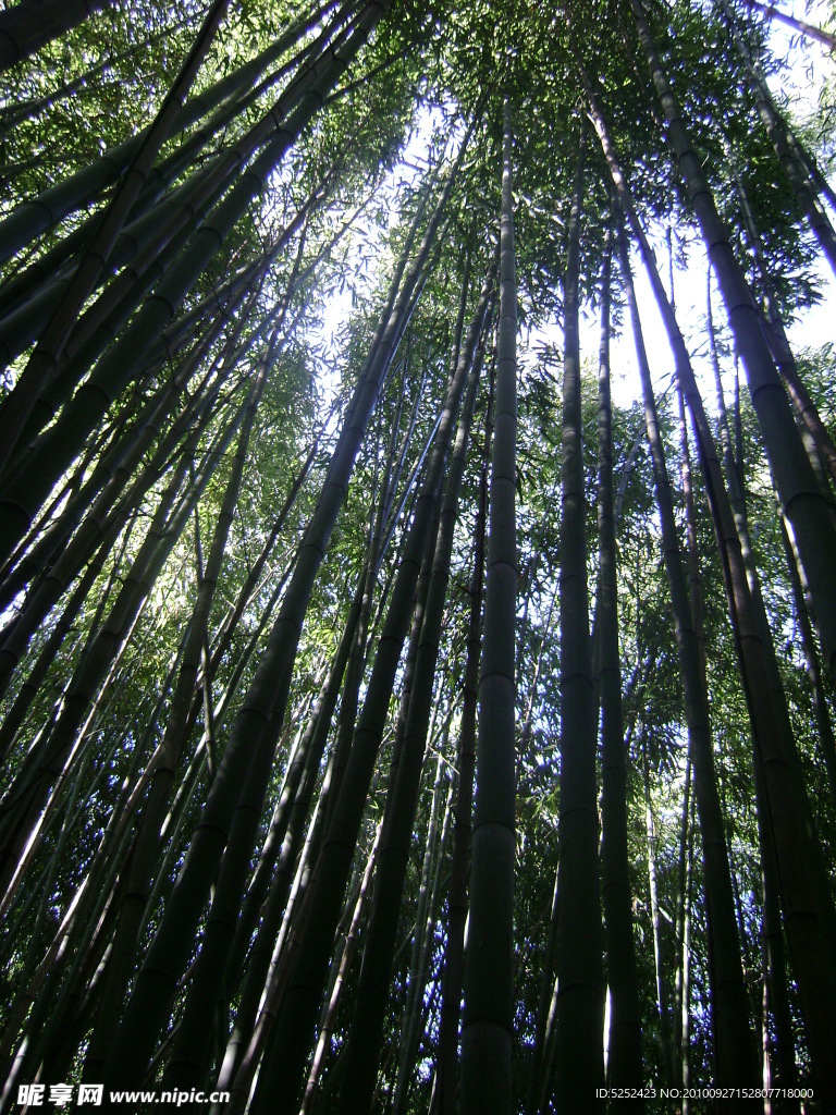 竹林