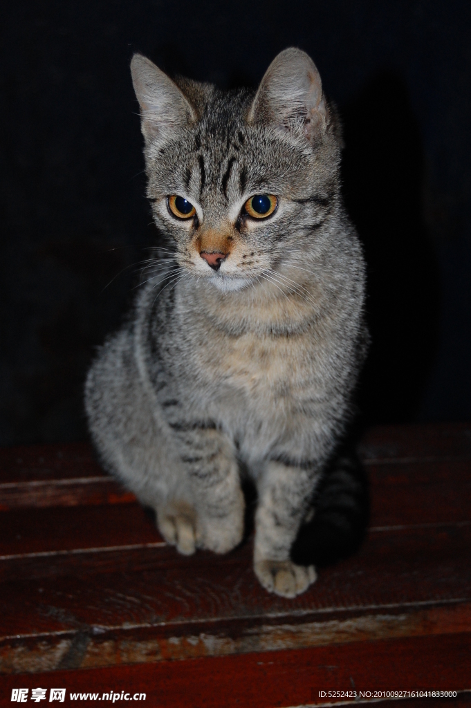 小猫
