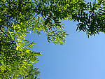 枝叶天空