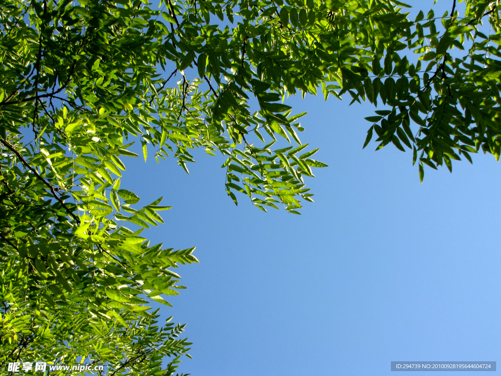 枝叶天空