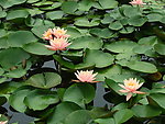 莲花