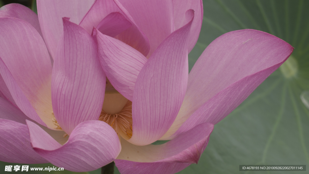 蓮花