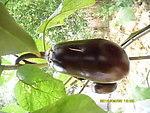 茄子