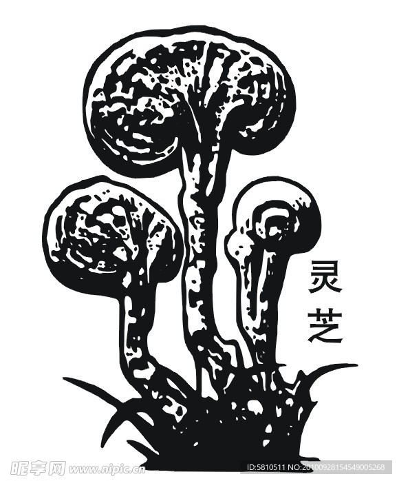 灵芝