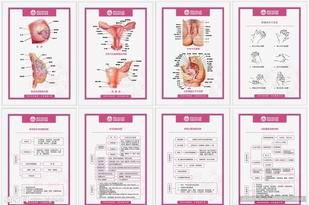 妇科器官解剖图 抢救流程