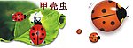 甲壳虫