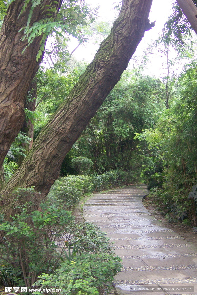 林荫小路
