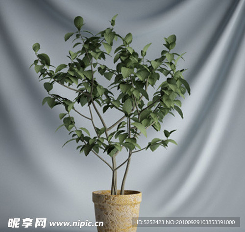 3D精美盆栽植物模型