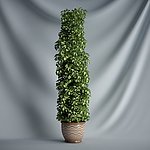 盆栽植物3D模型