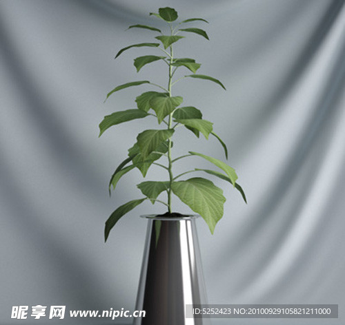 3D盆栽植物模型