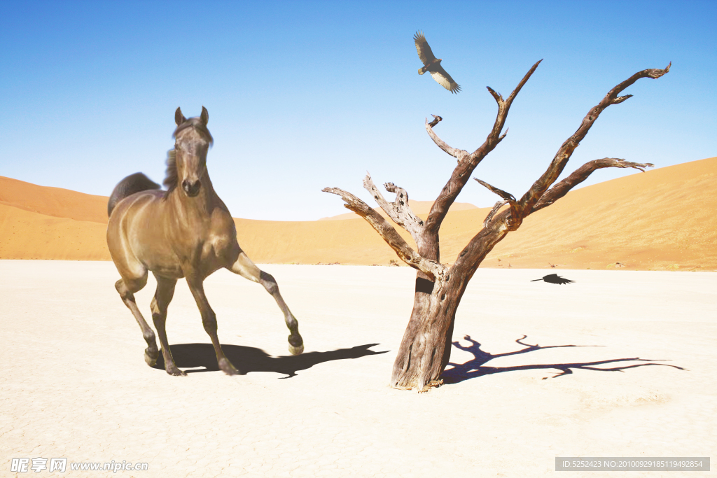 沙漠里的骏马
