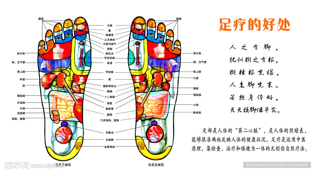 脚底穴位图