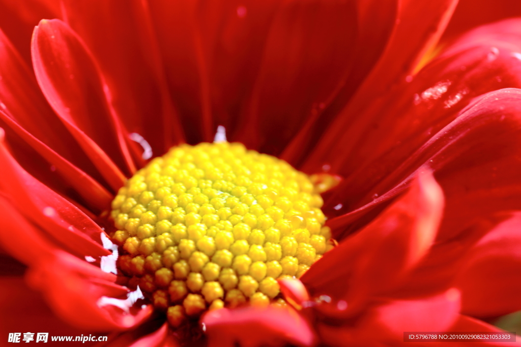 花蕾