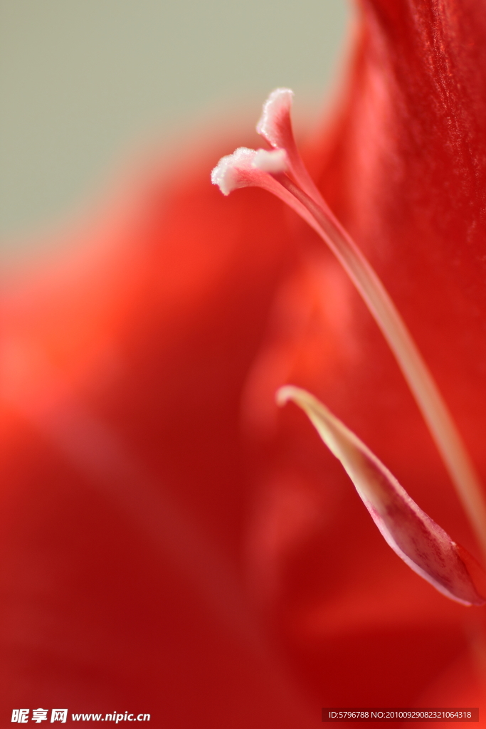 花蕾
